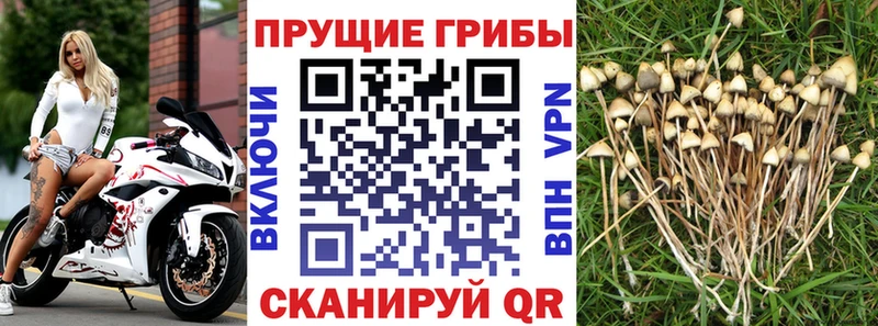 купить   Кувшиново  Галлюциногенные грибы Magic Shrooms 